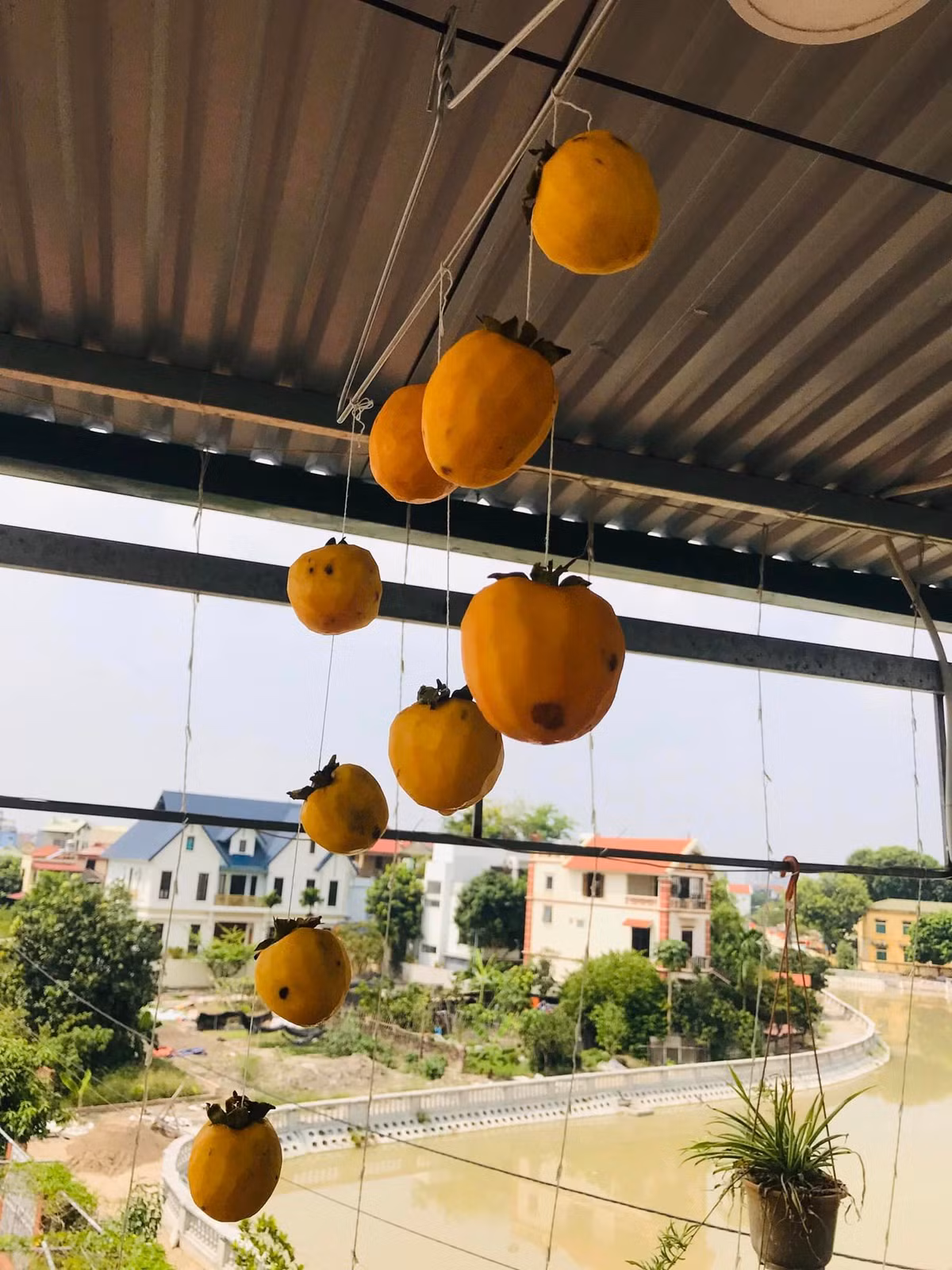 Tuy nhiên làm hồng treo gió cứ tưởng là dễ, cứ nghĩ treo lên chờ đợi là sẽ thành phẩm ngon lành nhưng nhiều cô gái lại biến nó trở thành thảm họa "dở khóc dở cười". Ảnh: Lương Trang