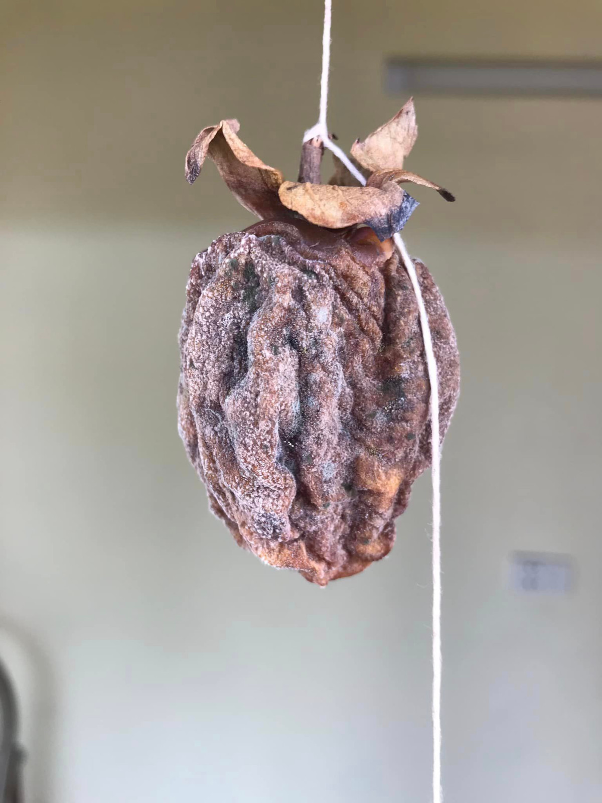 Tuy nhiên đến những ngày cuối cùng quả hồng treo gió của cô nàng bắt đầu thâm lại và xuất hiện vết hỏng, mốc meo chỉ có thể bỏ đi. Ảnh: Lương Trang