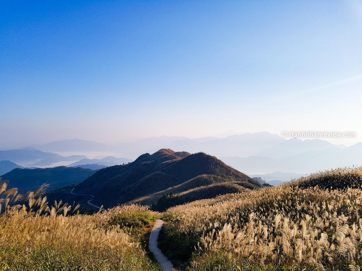 Mặc dù chưa vào mùa cỏ lau nhưng trên MXH đã xuất hiện rất nhiều hình ảnh "thả thính" về đồng lau xinh đẹp từ nhiều năm trước. Ảnh: Hạnh Nhân