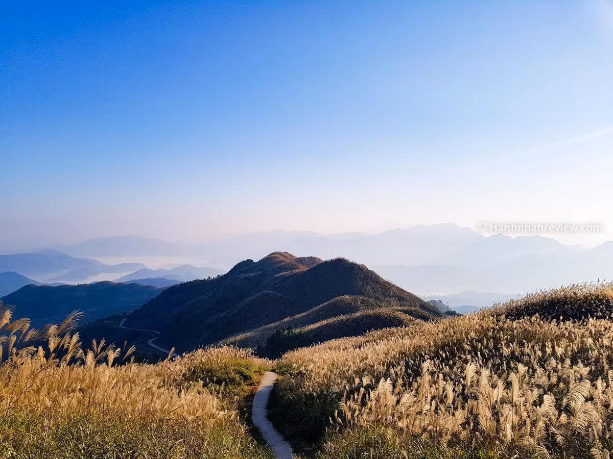 Mặc dù chưa vào mùa cỏ lau nhưng trên MXH đã xuất hiện rất nhiều hình ảnh "thả thính" về đồng lau xinh đẹp từ nhiều năm trước. Ảnh: Hạnh Nhân