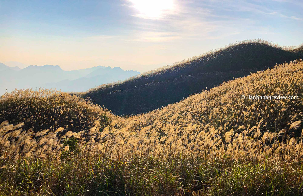 Những cánh đồng cỏ lau tuyệt đẹp được nhiều bạn trẻ lựa chọn đến check in cháy máy. Ảnh: Hạnh Nhân