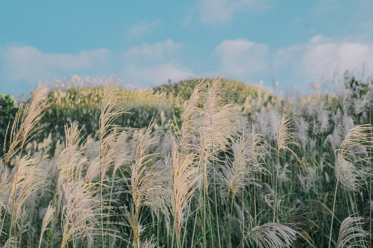 Bình Liêu mùa cỏ lau xuất hiện vào từ đầu tháng 10 đến giữa tháng 11 hàng năm. Thời điểm đó trên các sườn đồi lau nở trắng xóa, tha hồ cho những tín đồ du lịch chụp choẹt sống ảo và trải nghiệm. Ảnh: Nguyễn Đức Công