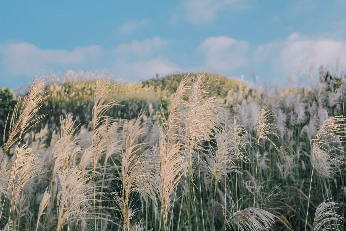 Bình Liêu mùa cỏ lau xuất hiện vào từ đầu tháng 10 đến giữa tháng 11 hàng năm. Thời điểm đó trên các sườn đồi lau nở trắng xóa, tha hồ cho những tín đồ du lịch chụp choẹt sống ảo và trải nghiệm. Ảnh: Nguyễn Đức Công