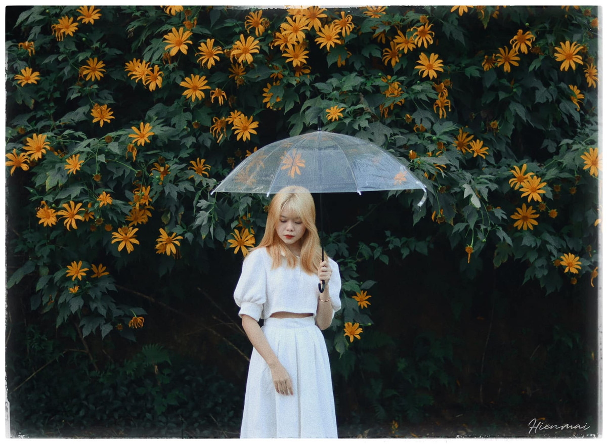 Hiện nay hoa dã quỳ đã được trồng nhiều ở Ba Vì và được nhiều khách du lịch yêu thích. Bởi thế nên ở miền Bắc vào những ngày cuối tuần, lượng khách đổ về vườn quốc gia Ba Vì rất lớn. Ảnh: Hiền Mai