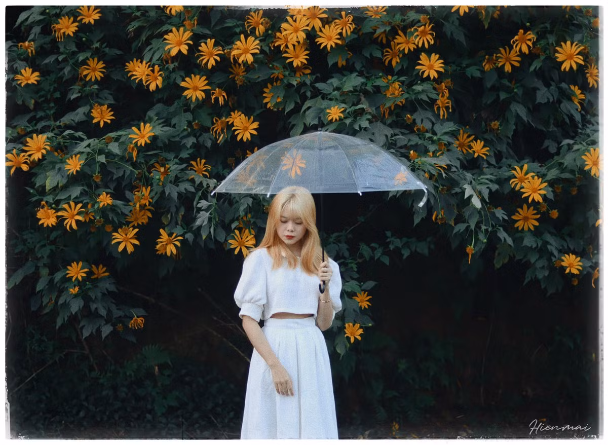 Hiện nay hoa dã quỳ đã được trồng nhiều ở Ba Vì và được nhiều khách du lịch yêu thích. Bởi thế nên ở miền Bắc vào những ngày cuối tuần, lượng khách đổ về vườn quốc gia Ba Vì rất lớn. Ảnh: Hiền Mai