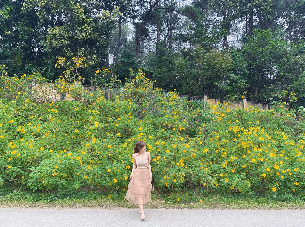 Thời điểm hoa dã quỳ bắt đầu nở rộ, từng vạt hoa bung nở dưới ánh mai hồng tạo nên tấm thảm vàng rực rỡ giữa rừng xanh, thu hút nhiều du khách tìm đến để thưởng ngoạn cảnh đẹp. Ảnh: Huyền Bùi