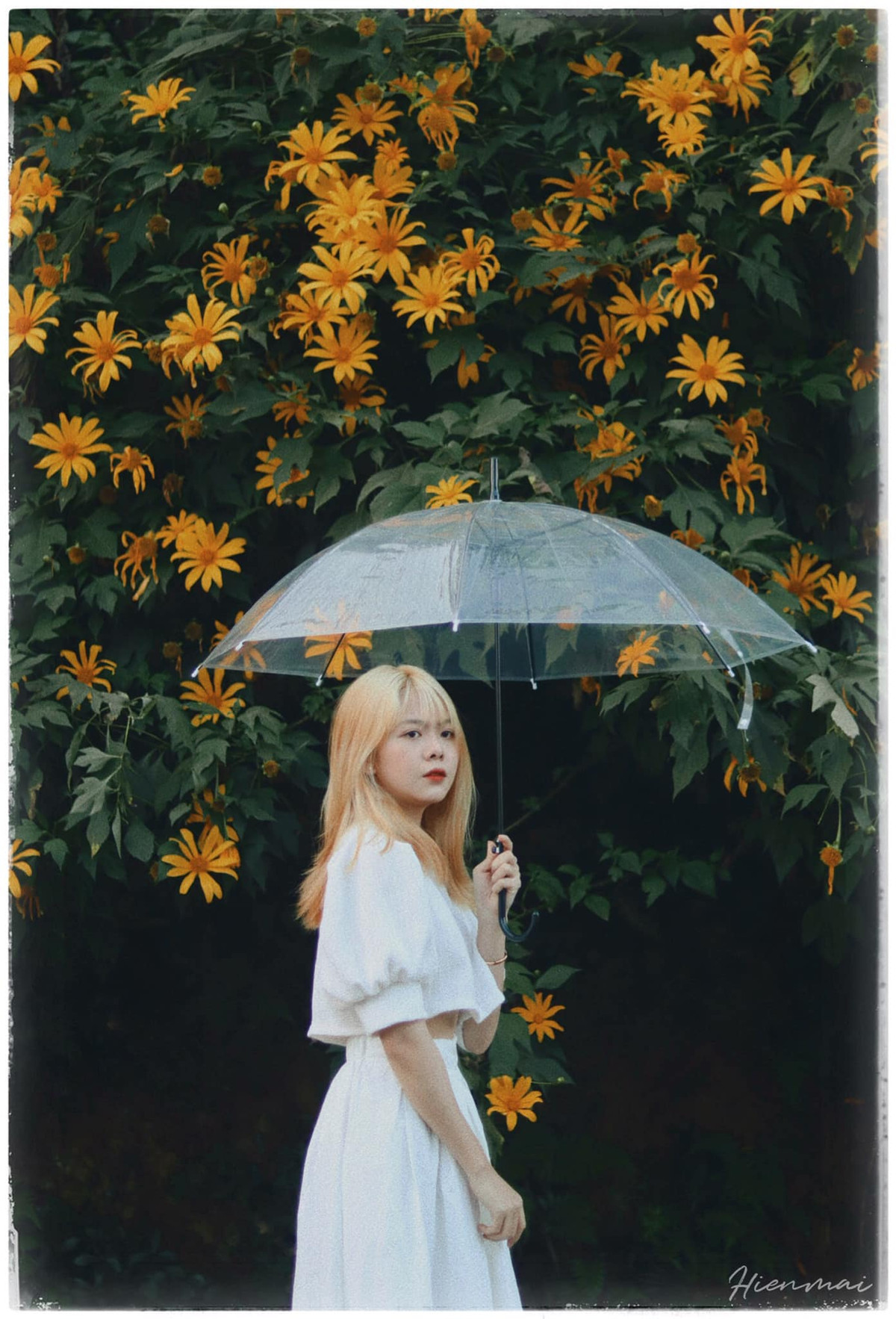 Hoa dã quỳ còn được biết đến với nhiều tên gọi khác như cúc quỳ, hướng dương dại,…Mùa hoa thường kéo dài một tháng và đẹp nhất trong 2 tuần khi hoa dã quỳ nở rộ. Ảnh: Hiền Mai