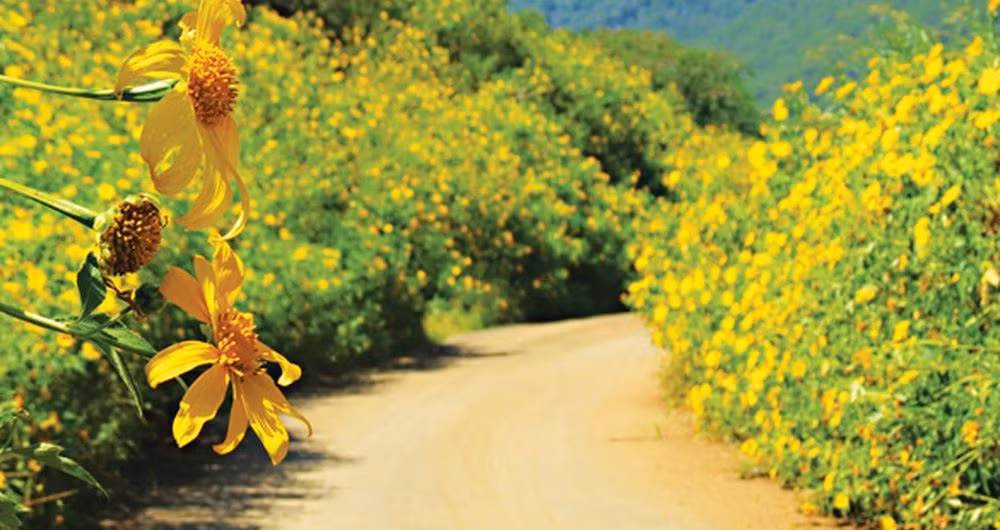 Đồi dã quỳ tại Ba Vì có diện tích hơn 10ha, đến mùa hoa du khách đến vô cùng đông, nhất là những ngày cuối tuần. Ảnh: Vũ Kiều Trinh