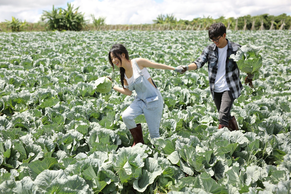 Một cặp đôi tại Lâm Đồng đã gây sốt cộng đồng mạng với bộ ảnh cưới đẹp lung linh được chụp ngay tại khu vườn bắp cải rộng 8.000m2 do chính mình tự trồng. Lúc nhận ảnh xong thì cả hai rất vui và thích thú vì có 1 bộ ảnh xinh hơn cả sự tưởng tượng. Ảnh: Facebook