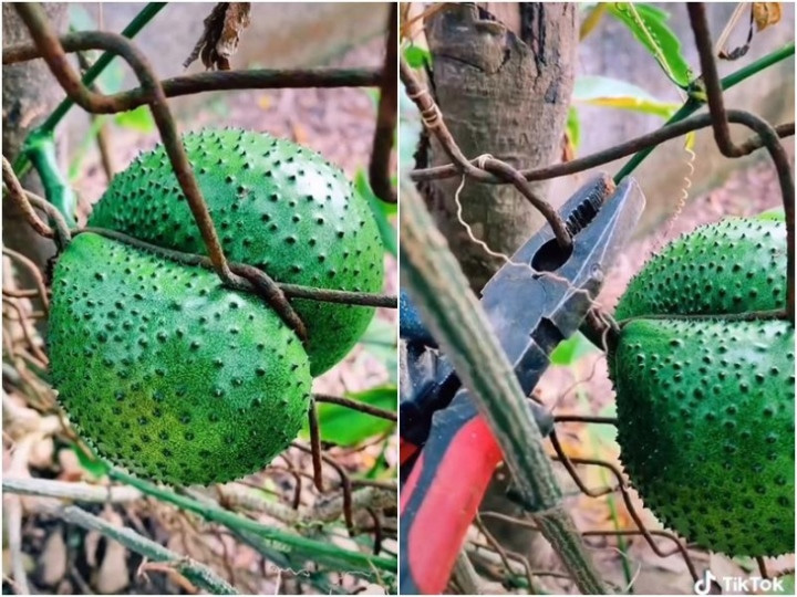 Cũng từ đó mà vô tình chúng có được tạo hình khá kì dị, chủ nhân muốn thu hoạch cũng rất vất vả.