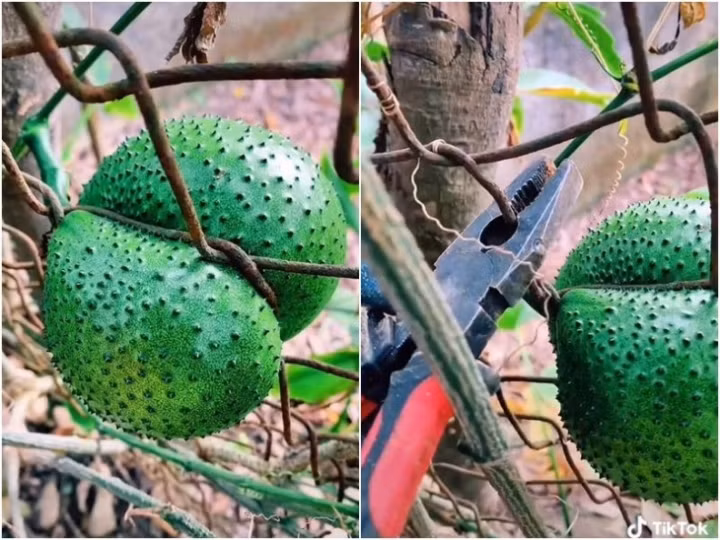 Cũng từ đó mà vô tình chúng có được tạo hình khá kì dị, chủ nhân muốn thu hoạch cũng rất vất vả.