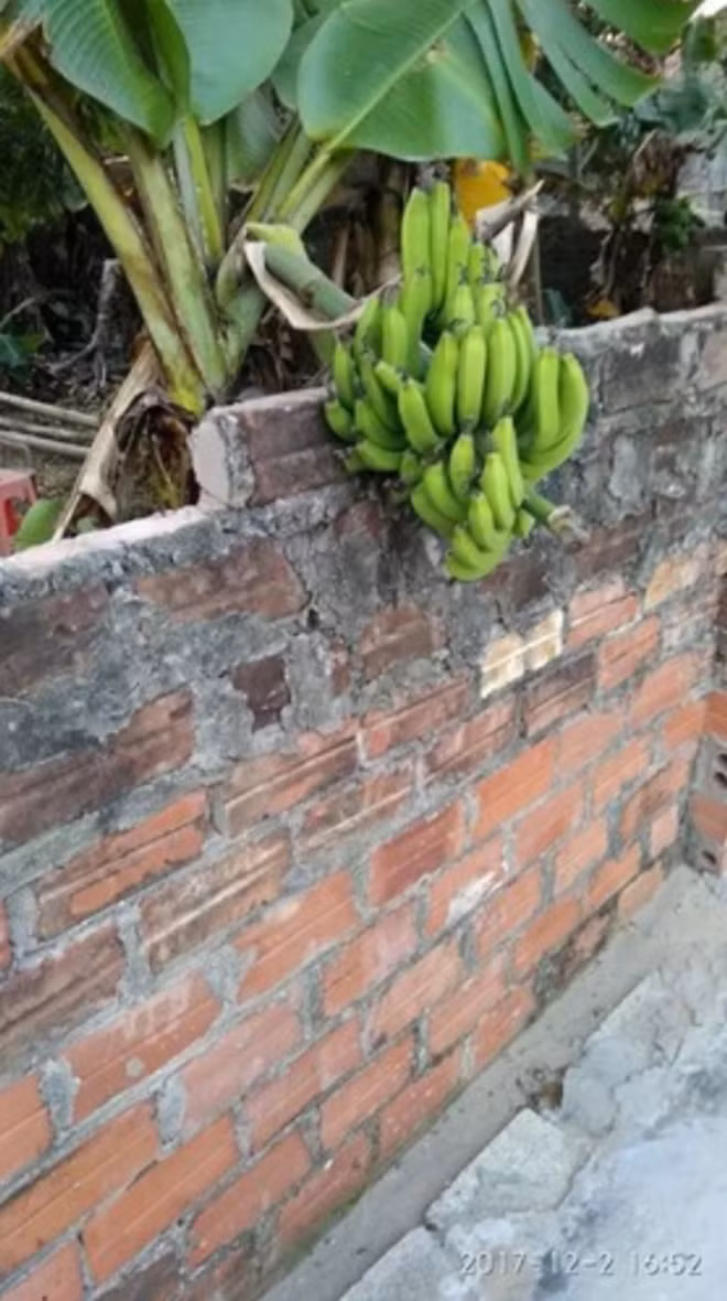 Cây chuối mọc ngang ngược chủ nhà chỉ đành khóc trong thầm lặng.