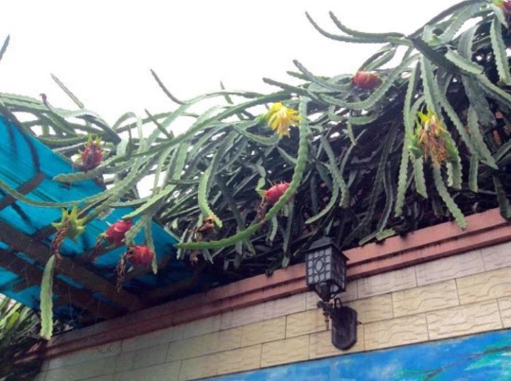 Ai trồng cây cũng đều mong đến ngày hái quả, tuy nhiên trong một số trường hợp thì những cây ăn quả này lại không nghe chủ, khi những cành nhiều quả nhất lại vươn sang nhà hàng xóm.