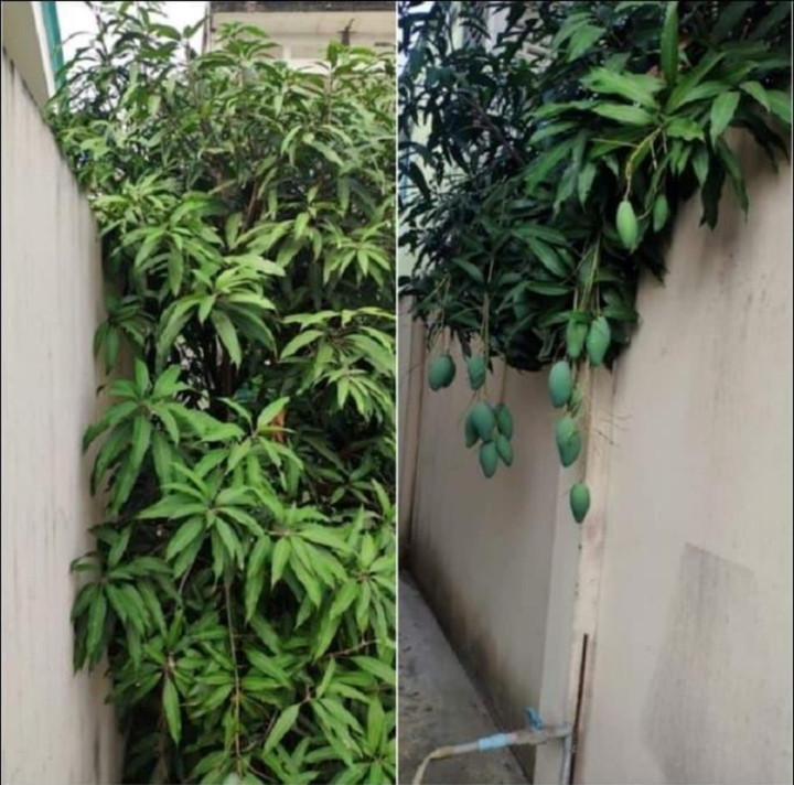 Cư dân mạng sau khi xem xong những hình ảnh này ai cũng rất ghen tị, cho rằng nhà hàng xóm quả là may mắn vì được hưởng ké những loại quả thơm ngon.