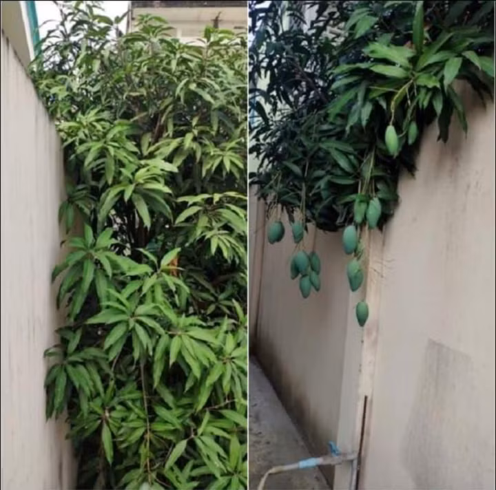 Cư dân mạng sau khi xem xong những hình ảnh này ai cũng rất ghen tị, cho rằng nhà hàng xóm quả là may mắn vì được hưởng ké những loại quả thơm ngon.