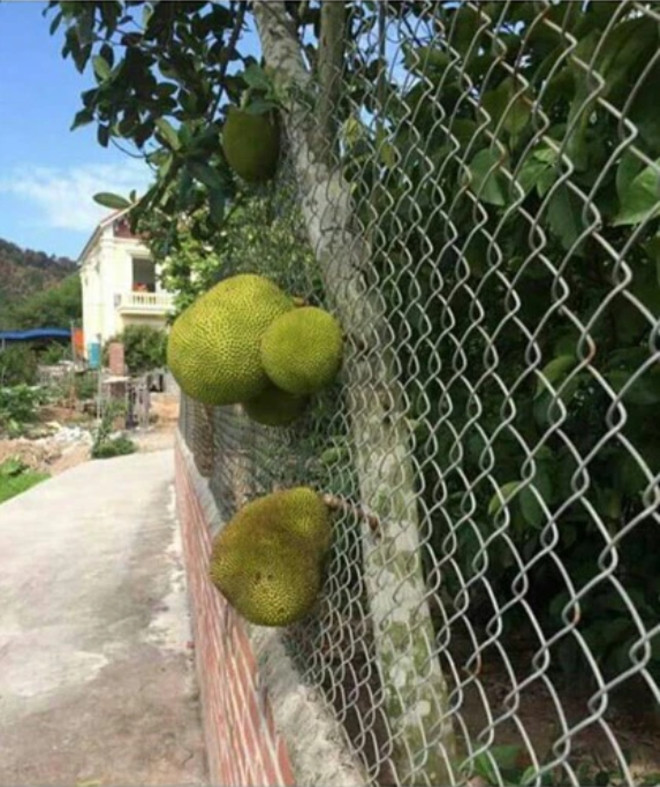 Trồng và chờ đợi bao nhiêu lâu giờ ra quả chúng lại đua nhau dâng sẵn cho hàng xóm.