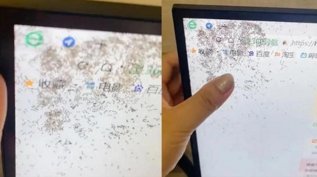 Ngày 12 tháng 9, ở Hải Nam, Trung Quốc, một cô gái thích vừa ăn đồ ngọt vừa dùng máy tính, có lần vô tình làm đổ trà sữa lên màn hình. Điều này khiến kiến chui vào màn hình và xây tổ. Hình ảnh này khiến cư dân mạng cảm thấy ghê rợn và khuyên cô nàng nên bỏ máy đi.