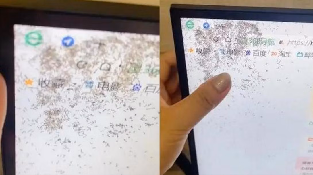 Ngày 12 tháng 9, ở Hải Nam, Trung Quốc, một cô gái thích vừa ăn đồ ngọt vừa dùng máy tính, có lần vô tình làm đổ trà sữa lên màn hình. Điều này khiến kiến chui vào màn hình và xây tổ. Hình ảnh này khiến cư dân mạng cảm thấy ghê rợn và khuyên cô nàng nên bỏ máy đi.