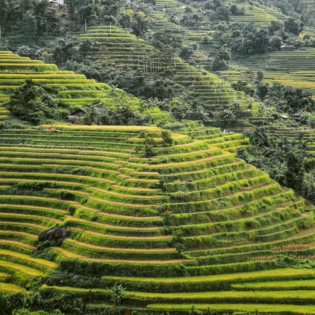 Ruộng bậc thang Bản Phùng sẽ làm cho bất kỳ du khách nào cũng cảm thấy choáng ngợp. Chính vì thế, Bản Phùng được xem là nơi có tầm nhìn hoàn hảo nhất khi vào mùa lúa chín. Ảnh: instagram: tamlevan_vntraveltips