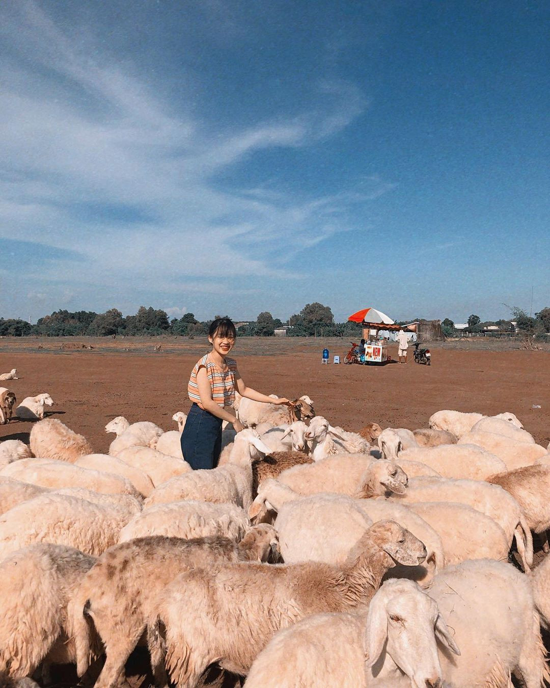 Đồng cừu Suối Nghệ là cánh đồng thảo nguyên được hình thành trên nền đất bằng phẳng, rộng rãi và nhiều cỏ. Bạn có thể săn ảnh đẹp trên thảo nguyên mộng mơ này cùng những chú cừu non đáng yêu. Đây là địa chỉ được các cặp đôi thường lui tới chụp ảnh cưới hoặc hình kỉ niệm. Ảnh: @hiquyenquyen