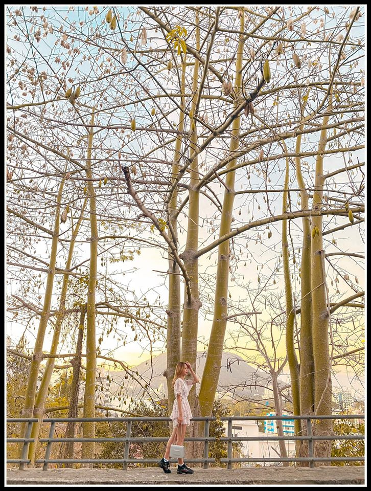 Con đường bông gòn Vũng Tàu cũng là địa điểm check in Vũng Tàu đầy tính nghệ thuật. Đó là con đường cây bông gòn, những bức hình đậm chất Hàn Quốc đều được chụp ở đây. Ảnh: FB Ngọc Ninh