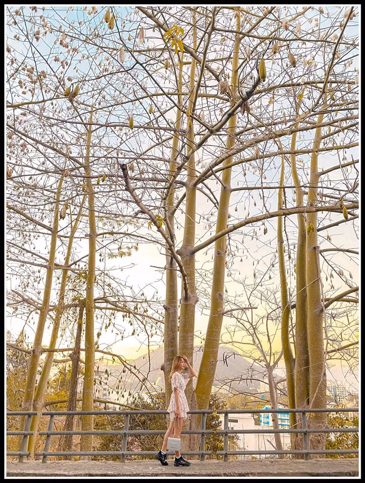 Con đường bông gòn Vũng Tàu cũng là địa điểm check in Vũng Tàu đầy tính nghệ thuật. Đó là con đường cây bông gòn, những bức hình đậm chất Hàn Quốc đều được chụp ở đây. Ảnh: FB Ngọc Ninh