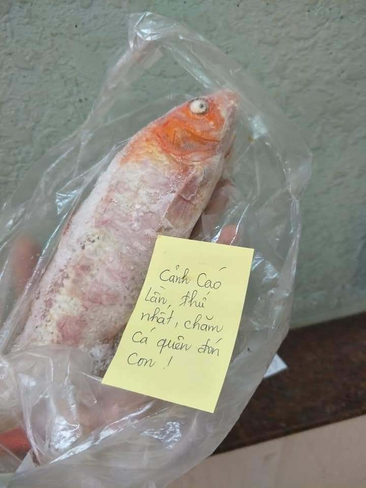 Trước đó, mạng xã hội cũng từng xôn xao hình ảnh đàn cá Koi bị rán giòn của một thanh niên đi karaoke về muộn, cứ 30 phút vợ lại cho vào chảo một "em" khiến người này vô cùng nóng ruột và phải đầu hàng về ngay.