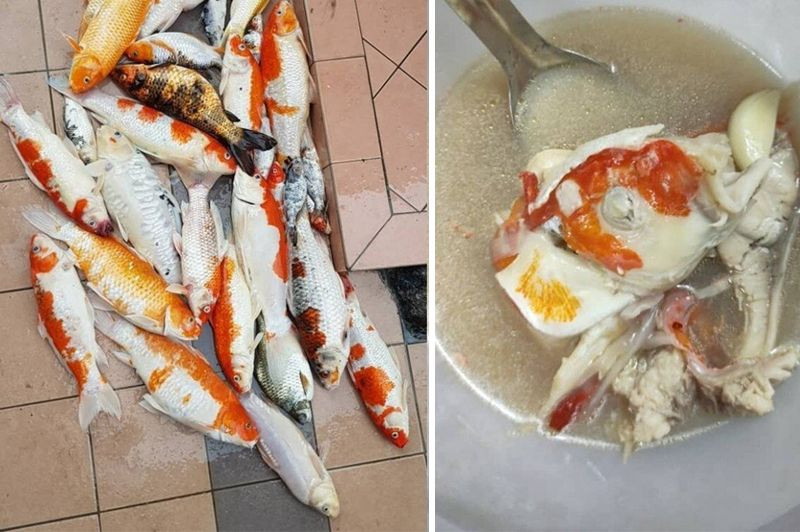 Không chỉ một con mà tài khoản này còn đăng cả đàn con cá Koi đang chờ bị "hành quyết". Số phận của chúng phụ thuộc vào ông chủ - liệu có về nhà sớm hay không. Ảnh: Tổng hợp