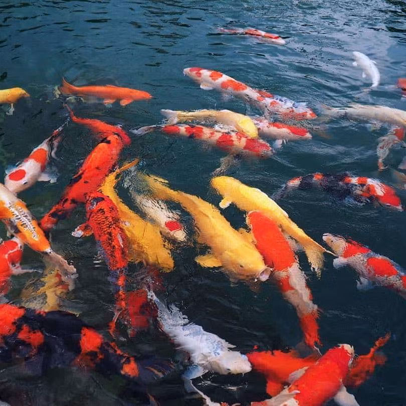 Nhiều anh chồng khác cũng lấy bài học này mà làm gương để không rơi vào tình cảnh dở khóc dở cười như anh chàng kia.