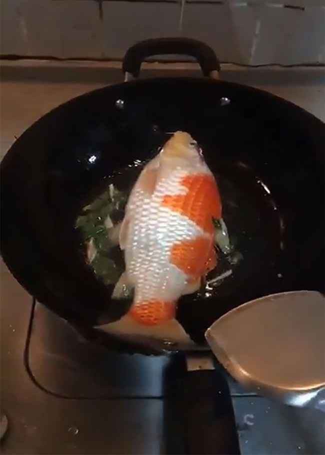 Được cho là loài cá đắt tiền nhất hiện nay, thế nhưng số phận của những chú cá Koi lại quá ngắn ngủi dưới bàn tay của bà vợ.