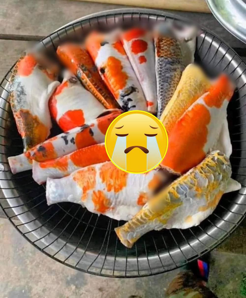 Nhưng sự thật là khi về nhà, người này tá hỏa vì cá chép mẹ nói thực chất là đàn cá trong hồ cá Koi tiền tỉ. Anh chàng thậm chí còn ngã xuống đất ngay khi nhìn thấy mâm cơm, nuốt không trôi và có lẽ cũng không đủ dũng khí để ăn bữa trưa đắt đỏ này.