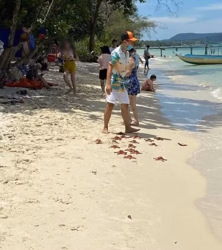 Được biết, những con sao biển là sinh vật sống dưới nước, chỉ sinh tồn được 10 giây khi bị nhấc lên khỏi mặt nước. Vậy nên nếu thiếu hiểu biết hay cố tình cầm sao biển lên bờ thì những du khách sẽ vô tình giết chúng. Ảnh: Tổng hợp