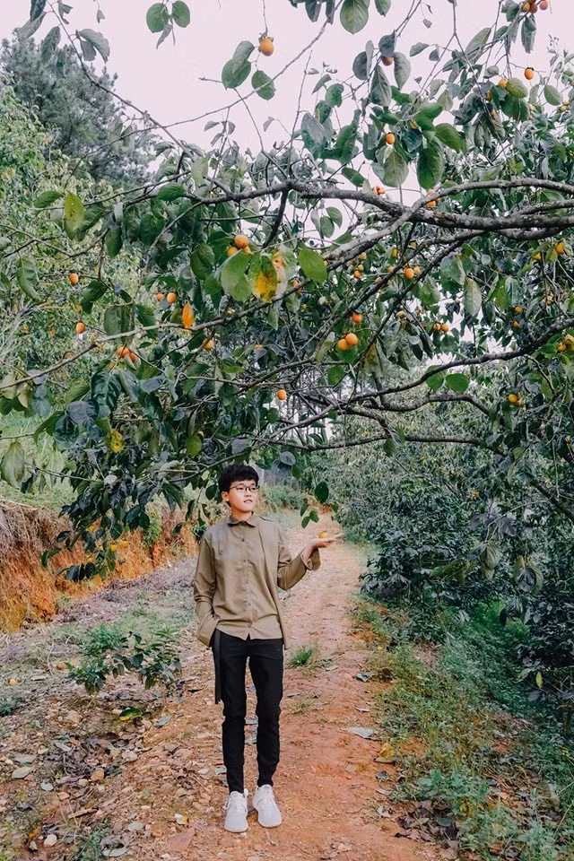 Cứ mỗi mùa hồng chín, những cây hồng lại đổi màu, trĩu cành chào đón khách du lịch. Ảnh: Vườn hồng Thái Long