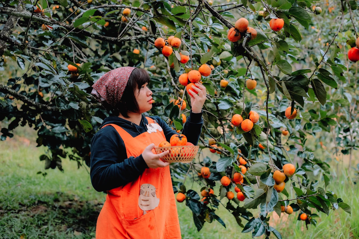 Để di chuyển đến vuờn hồng Đà Lạt này khá dễ dàng, từ trung tâm thành phố, đi dọc theo đuờng Trần Hưng Đạo là sẽ tới chân đèo Mimosa, vườn hồng nằm cách bệnh viện Hoàn Mỹ chỉ khoảng 500m. Ảnh: Đồng Ngô