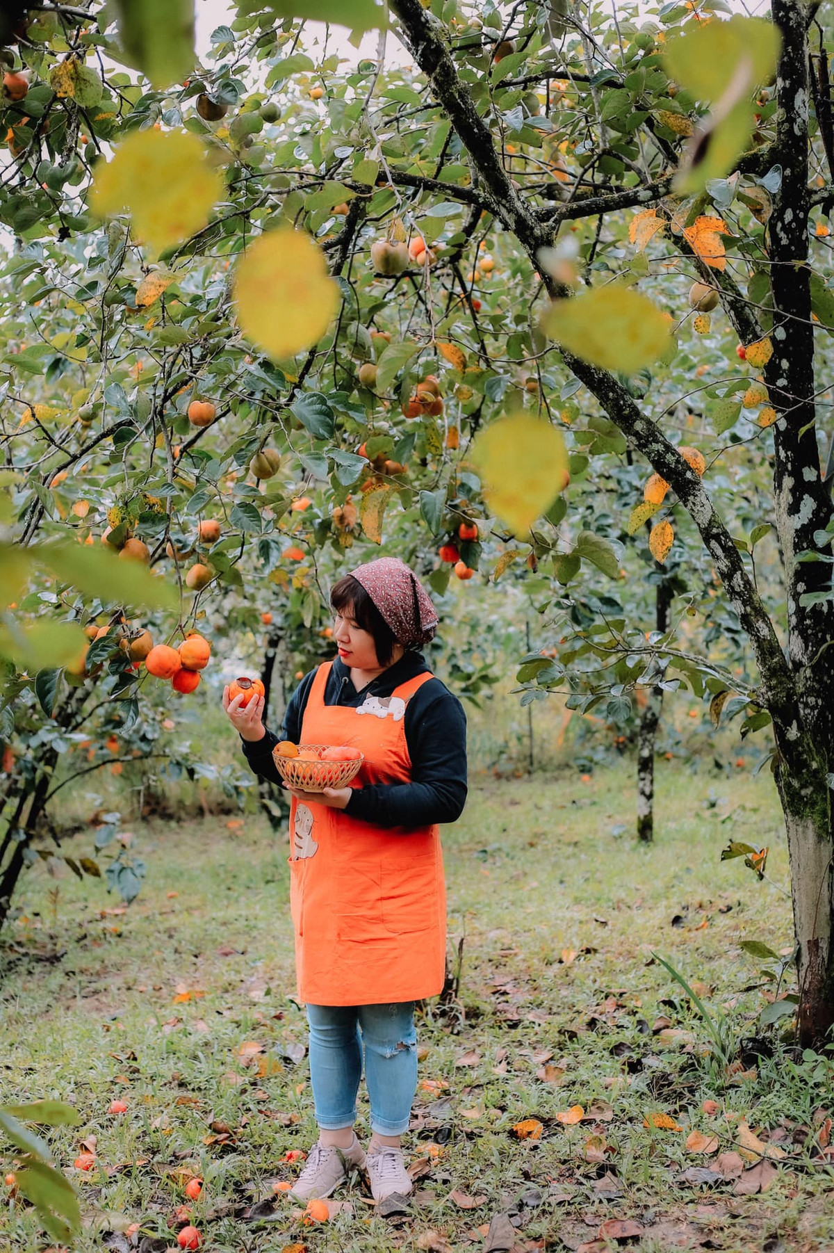 Hồng ở đây khá thấp, lại trĩu quả nên gần như chạm đất, hoàn toàn có thể tự tay hái những trái hồng chín mọng. Ảnh: Đồng Ngô