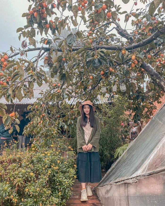 Vườn hồng tiệm cà phê Túi Mơ To cũng là điểm check in lý tưởng vào mùa hồng. Địa chỉ ở hẻm 31 Sào Nam, phường 11, thành phố Đà Lạt. Ảnh: Tổng hợp