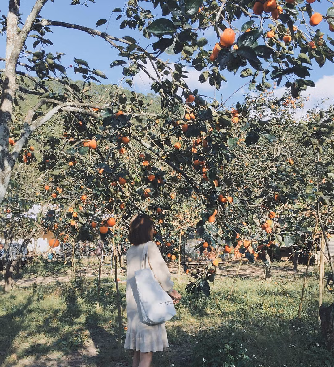 Đa số, hồng ở đây đều lớn tuổi nên tán rộng, rủ cả xuống mặt đất, tiện tay là có thể hái được luôn. Ảnh: Vườn hồng Thái Long