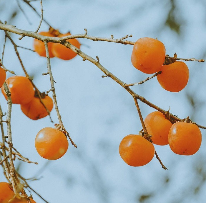 Ngoài hồng, tiệm còn có cúc họa mi, không gian thơ mộng, cực kỳ phù hợp làm background sống ảo. Ảnh: Tổng hợp