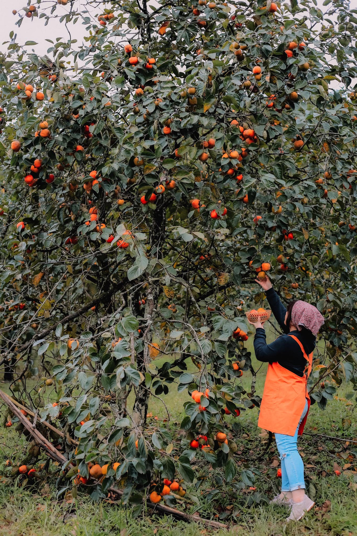 Một trong những vườn hồng tại Đà Lạt được nhiều du khách ghé thăm và chụp ảnh là Vườn hồng Mimosa, địa chỉ dưới chân đèo Mimosa, Đà Lạt. Ảnh: Đồng Ngô