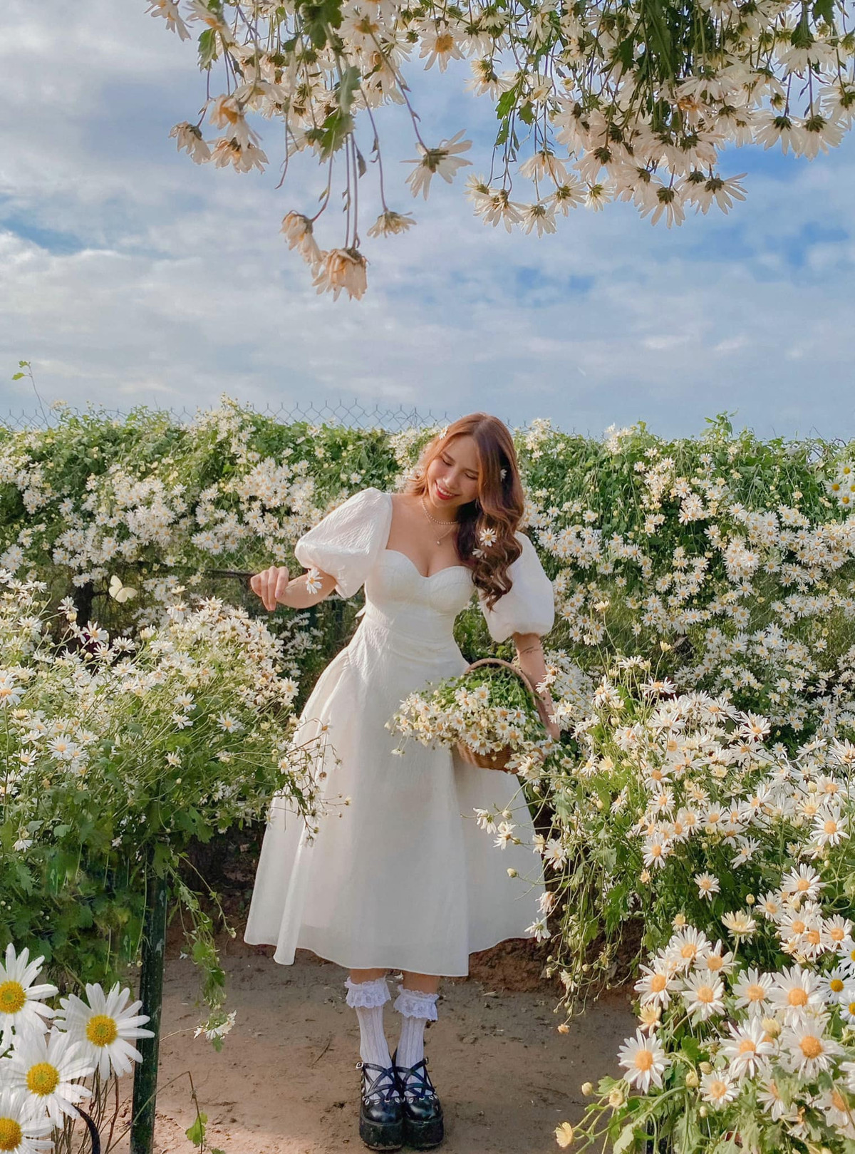 Hà Nội vào mùa thu không thể không nhắc đến những vườn cúc họa mi nở rộ, lúc này nhiều cô gái xúng xính váy áo để đến chụp ảnh cho mình những khoảnh khắc tuyệt đẹp. Ảnh: Phạm Lan Hương