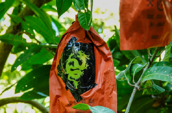 Doc la xoai in linh vat rong ban “dat nhu tom tuoi“-Hinh-3