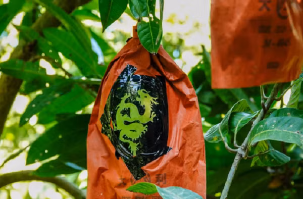 Doc la xoai in linh vat rong ban “dat nhu tom tuoi“-Hinh-3