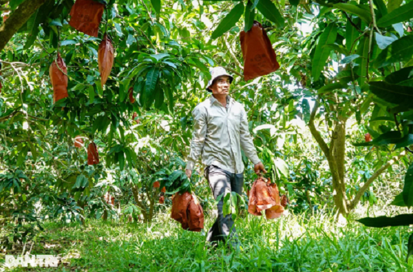 Doc la xoai in linh vat rong ban “dat nhu tom tuoi“-Hinh-2