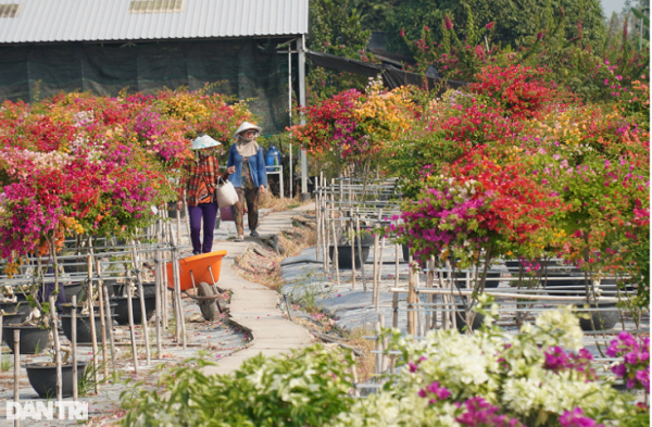 30.000 chau cuc co nguy co e, chinh quyen vao cuoc giai cuu-Hinh-5