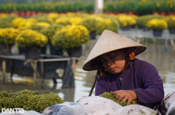 30.000 chau cuc co nguy co e, chinh quyen vao cuoc giai cuu-Hinh-3