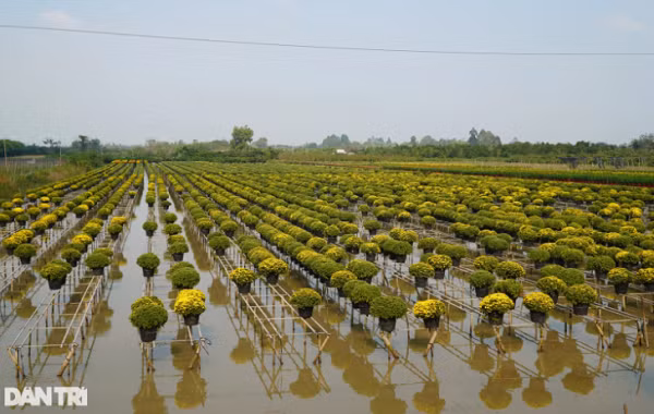 30.000 chau cuc co nguy co e, chinh quyen vao cuoc giai cuu-Hinh-2