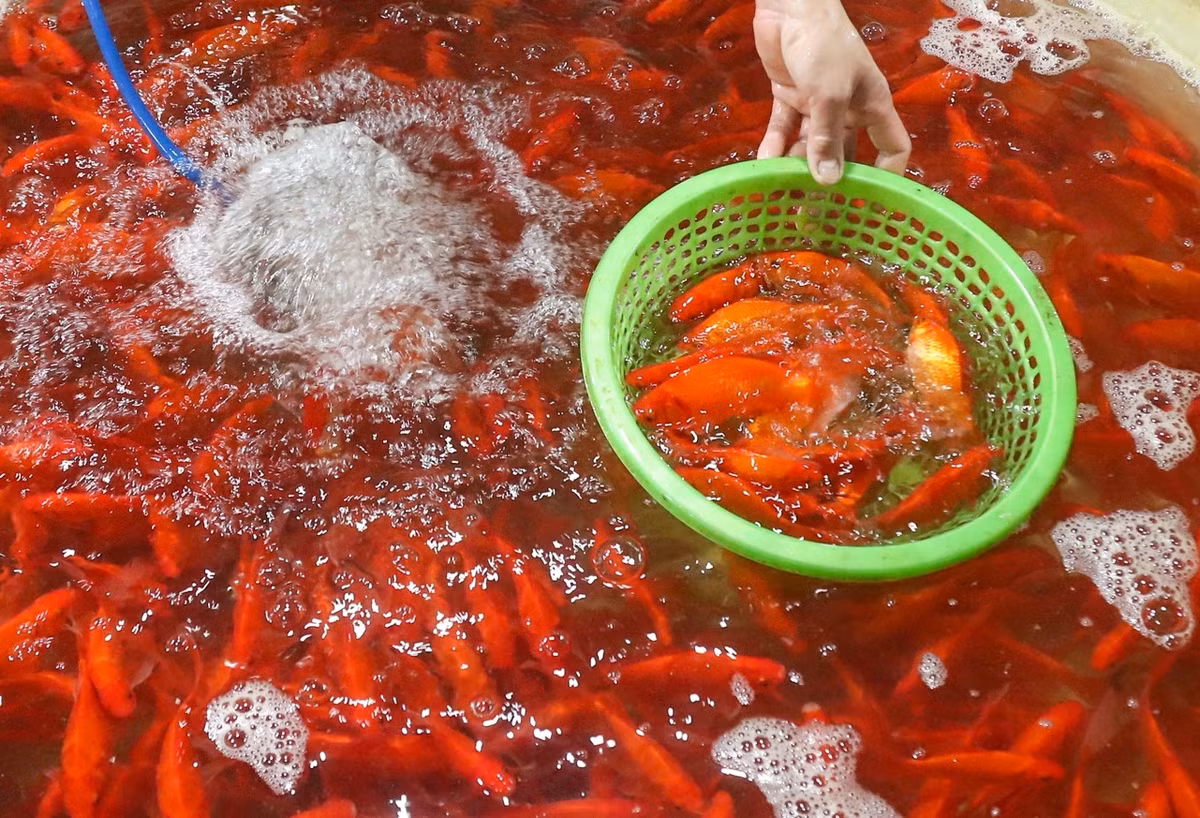 Theo tín ngưỡng cổ truyền, ngày 23 tháng Chạp là ngày Táo Quân cưỡi cá chép về trời. Do vậy, cá chép đỏ được coi là một trong những vật phẩm không thể thiếu trong mâm cỗ ngày 23 tháng Chạp. Chính vì thế, việc lựa các con cá đều, khỏe để bày lên ban thờ cúng được nhiều gia đình chú trọng.