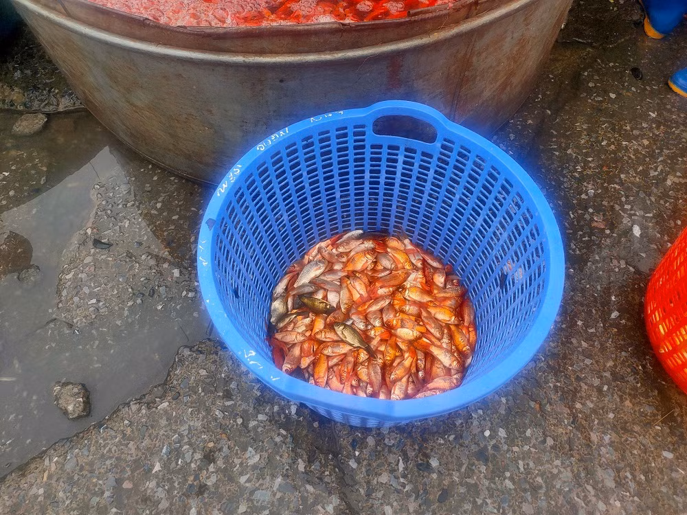 Cá chép sau khi nhập về sẽ được thả xuống các chậu nước lớn sục oxy, đảm bảo duy trì sự sống. Những con cá yếu, bong vẩy sẽ được tiểu thương loại bỏ.