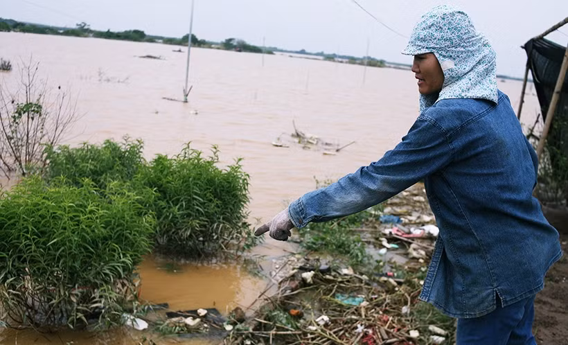 Người dân chưa thấy đợt lũ nào nước sông Hồng dâng cao, nhấn chìm hết cây đào như lần này.