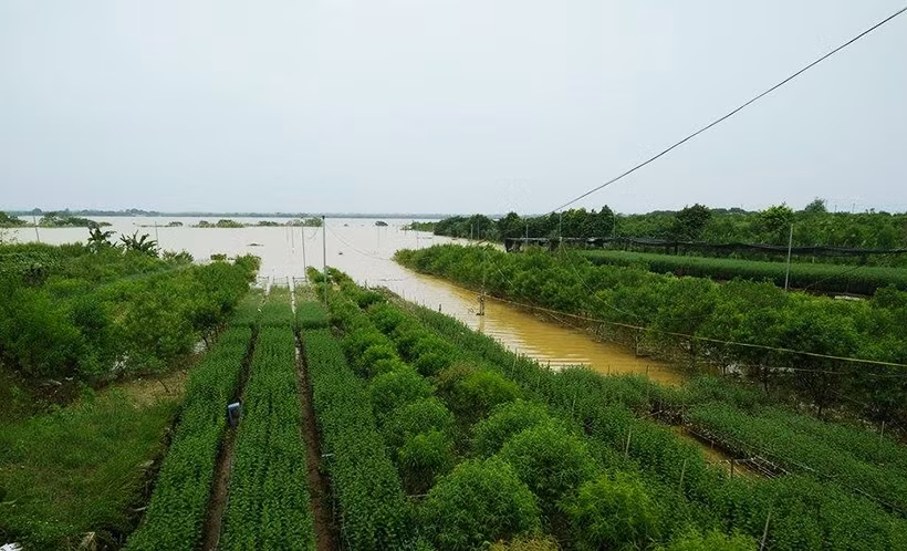 Trưa ngày 13/10, mực nước sông Hồng đoạn chảy qua địa phận phường Nhật Tân (phường Nhật Tân, quận Tây Hồ, TP Hà Nội) vẫn dâng lên rất cao. Nước lũ nhấn chìm hàng nghìn gốc đào của người dân nằm sát với sông Hồng.